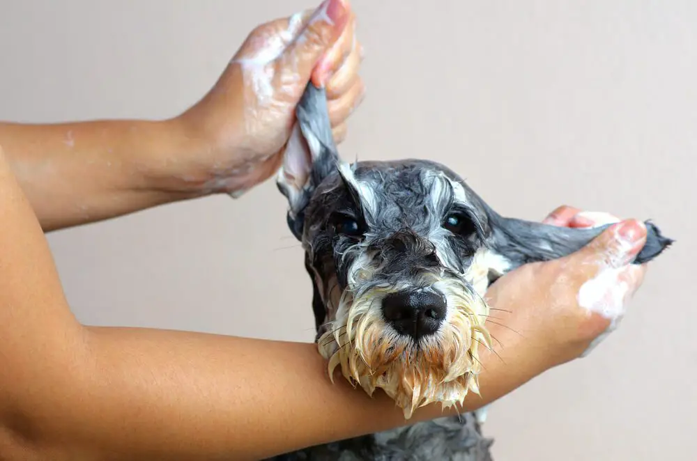 best dog shampoo
