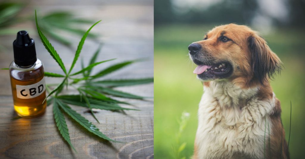 best cbd for dogs
