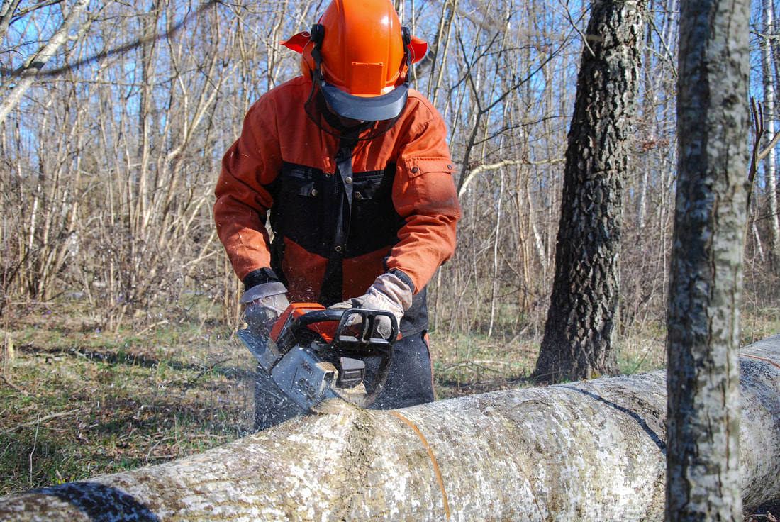 Tree Removal Services 